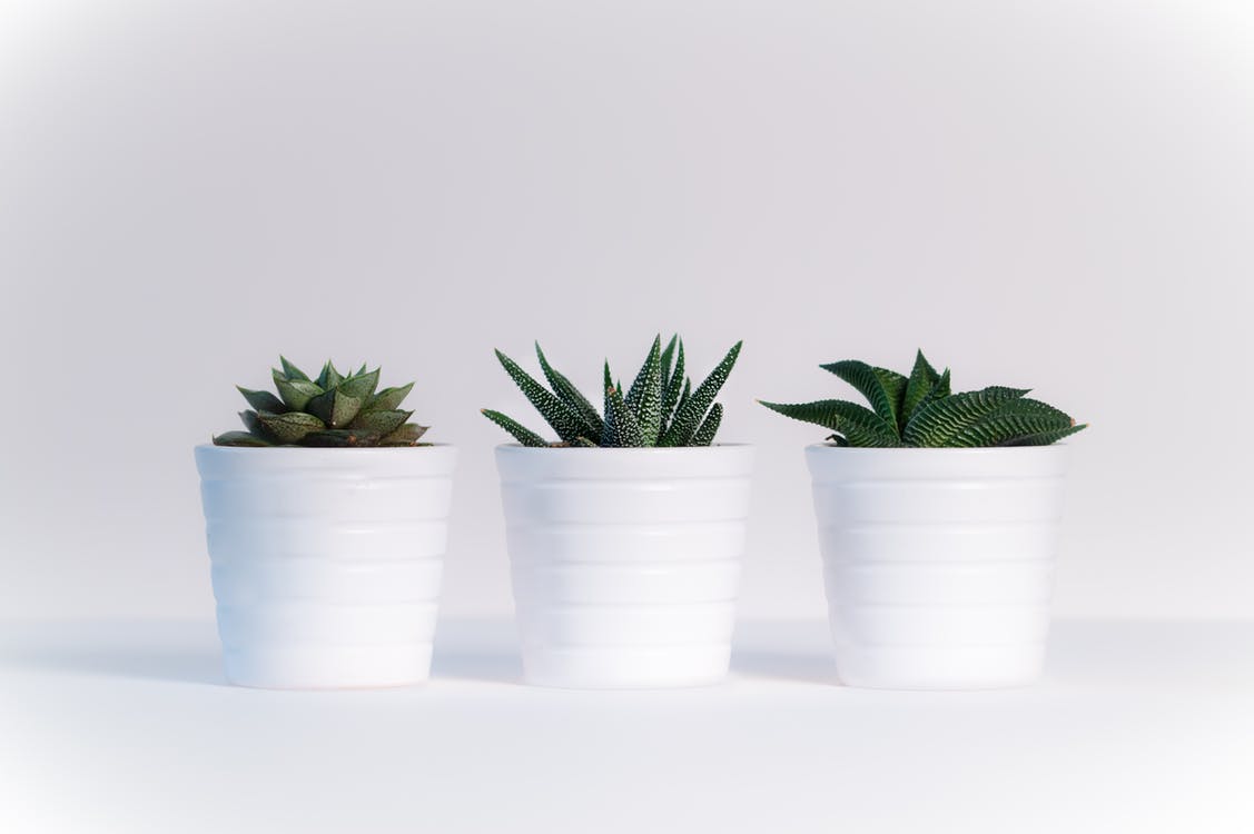 The Do's and Don’ts of Adding Plants to Your Interior Design